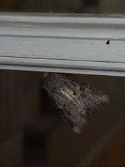 Trichordestra legitima