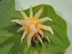 Cynips quercusechinus