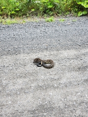 Crotalus horridus