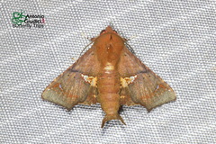 Targallodes vittalba