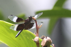 Libellula luctuosa