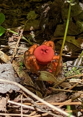Calostoma cinnabarinum