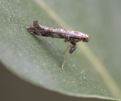 Gracillaria syringella