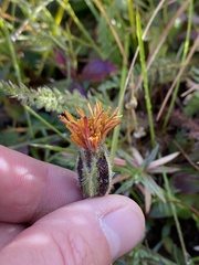 Agoseris aurantiaca