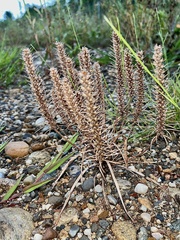 Plantago aristata