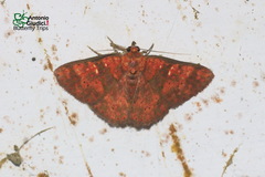 Singara diversalis