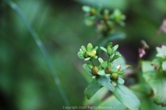 Hypericum seniawinii
