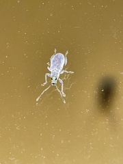 Cyrtepistomus castaneus