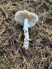 Pantherinae