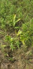 Asclepias viridis