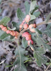 Xanthoteras eburneum