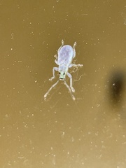 Cyrtepistomus castaneus