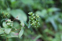 Hypericum seniawinii