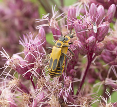 Chauliognathus pensylvanicus