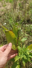 Asclepias viridis