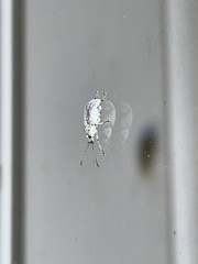 Cyrtepistomus castaneus