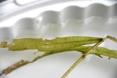 Potamogeton alpinus