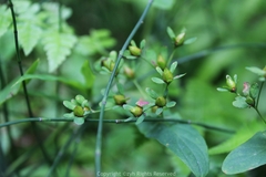 Hypericum seniawinii