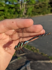 Aeshna tuberculifera