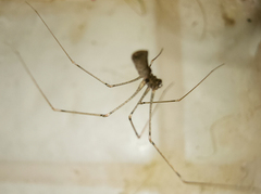 Pholcus opilionoides
