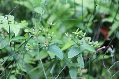Hypericum seniawinii
