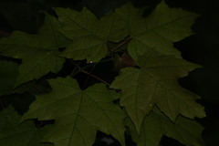 Acer floridanum