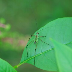 Phaneroptera nigroantennata