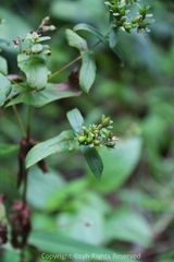Hypericum seniawinii