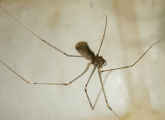 Pholcus opilionoides