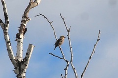 Coccothraustes coccothraustes