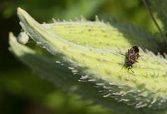 Lygaeus kalmii