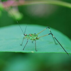 Phaneroptera nigroantennata