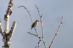 Coccothraustes coccothraustes