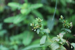 Hypericum seniawinii