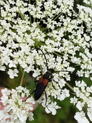 Stictoleptura canadensis