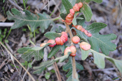 Xanthoteras eburneum