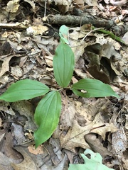 Maianthemum racemosum