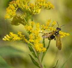 Symphyta