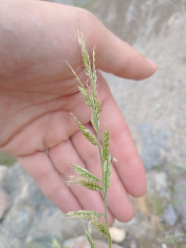 Image of Eriochloa aristata by no rights reserved
