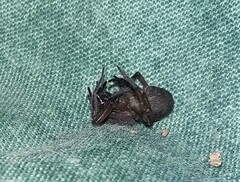 Araneae