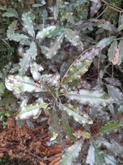 Quintinia serrata
