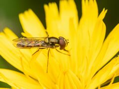Fazia micrura