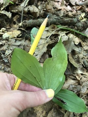 Maianthemum racemosum