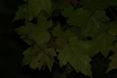 Acer floridanum