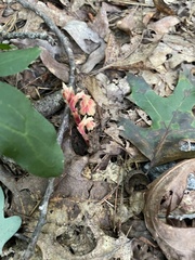 Monotropa hypopitys