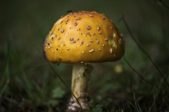 Amanita flavoconia