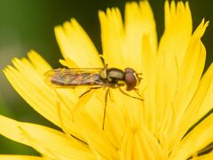 Fazia micrura