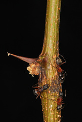 Camponotus chromaiodes
