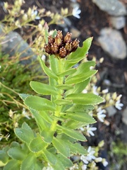 Rhodiola