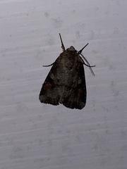 Trichordestra legitima